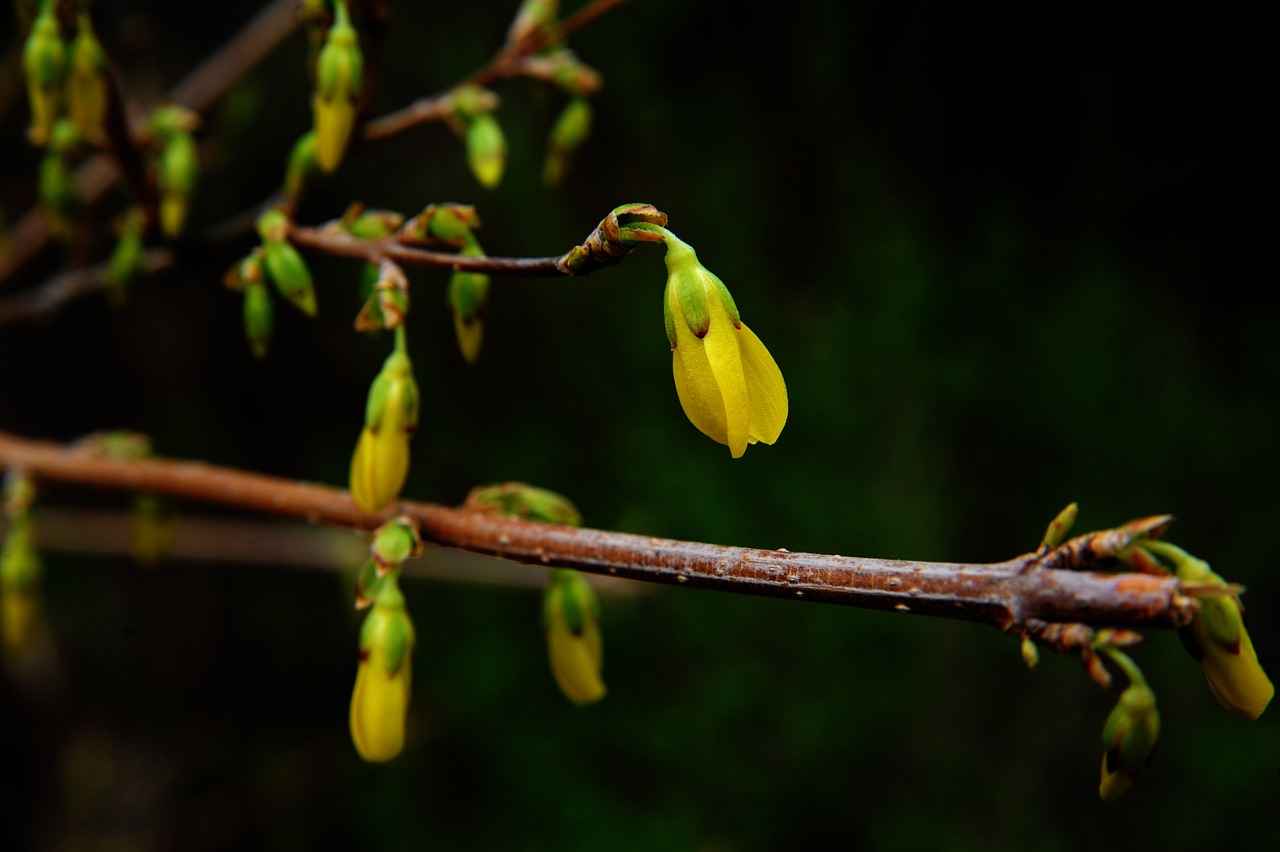 How Berberine Supports Blood Sugar Balance and Metabolism 3 Berberine and Weight Management