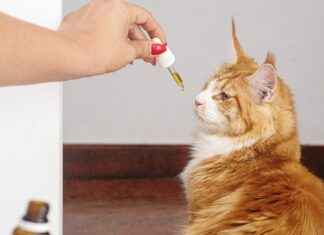 How CBD Affects Your Mood and Thought Process How CBD Affects Your Mood and Thought Process