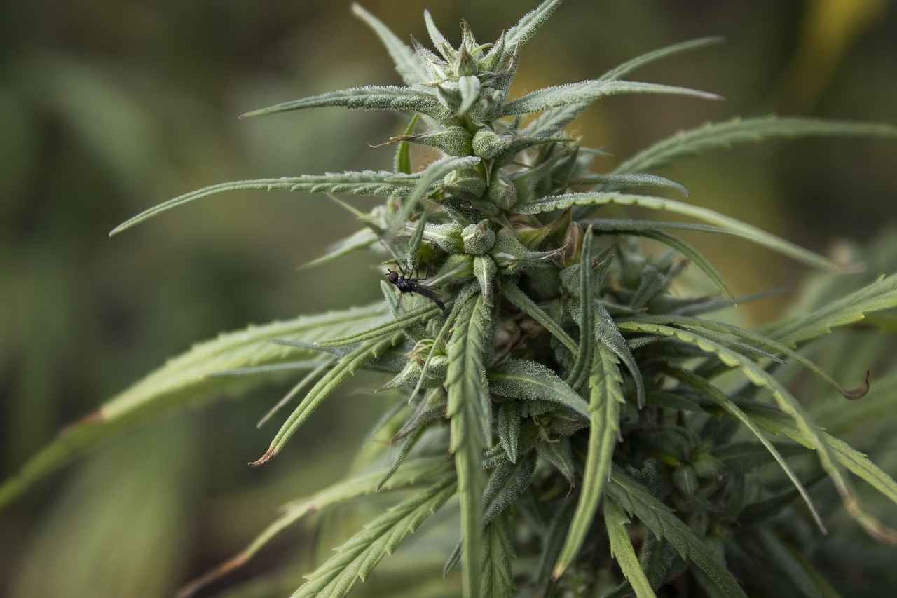 How CBD Benefits Professional Athletes 4 State Laws and CBD Usage