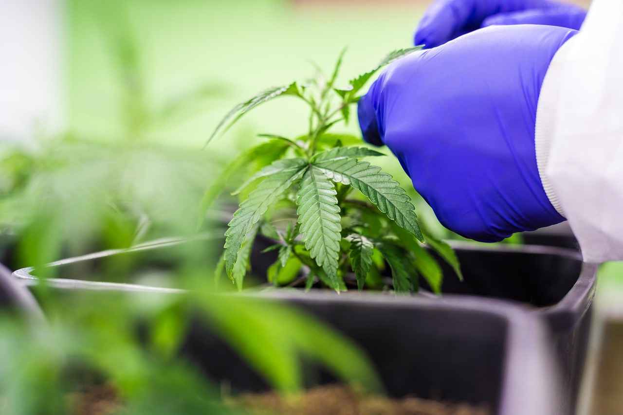 How CBD Benefits Professional Athletes 5 Finding Quality CBD Products