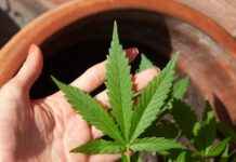 How CBD Can Alleviate Symptoms of Schizophrenia How CBD Can Alleviate Symptoms of Schizophrenia