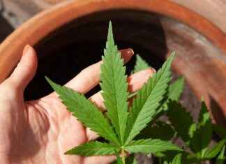 How CBD Can Alleviate Symptoms of Schizophrenia How CBD Can Alleviate Symptoms of Schizophrenia