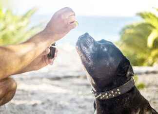 How CBD Can Help with Muscle Recovery How CBD Can Help with Muscle Recovery