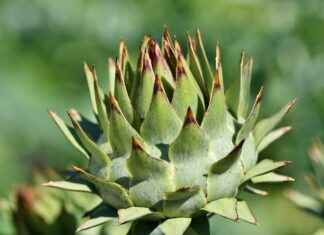 How Do Vegetable Choppers Work? A Simple Guide for Beginners How Do Vegetable Choppers Work? A Simple Guide for Beginners