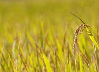 How Do You Style a Bob Haircut: Easy Tips for a Perfectly Styled Bob How Do You Style a Bob Haircut: Easy Tips for a Perfectly Styled Bob