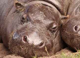 How Fast Are Hippos in Water? Surprising Facts How Fast Are Hippos in Water? Surprising Facts