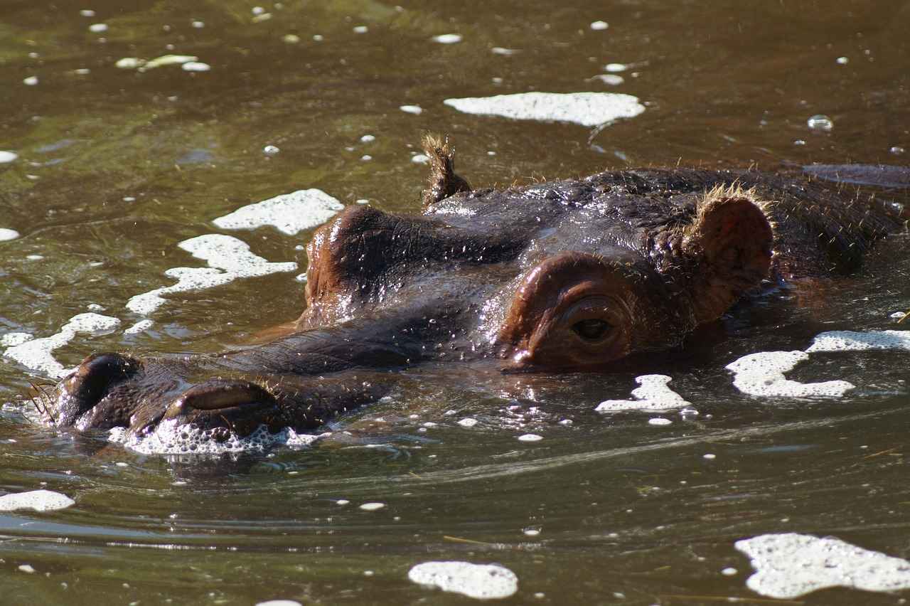 Impact of Water Temperature on Hippo Speed