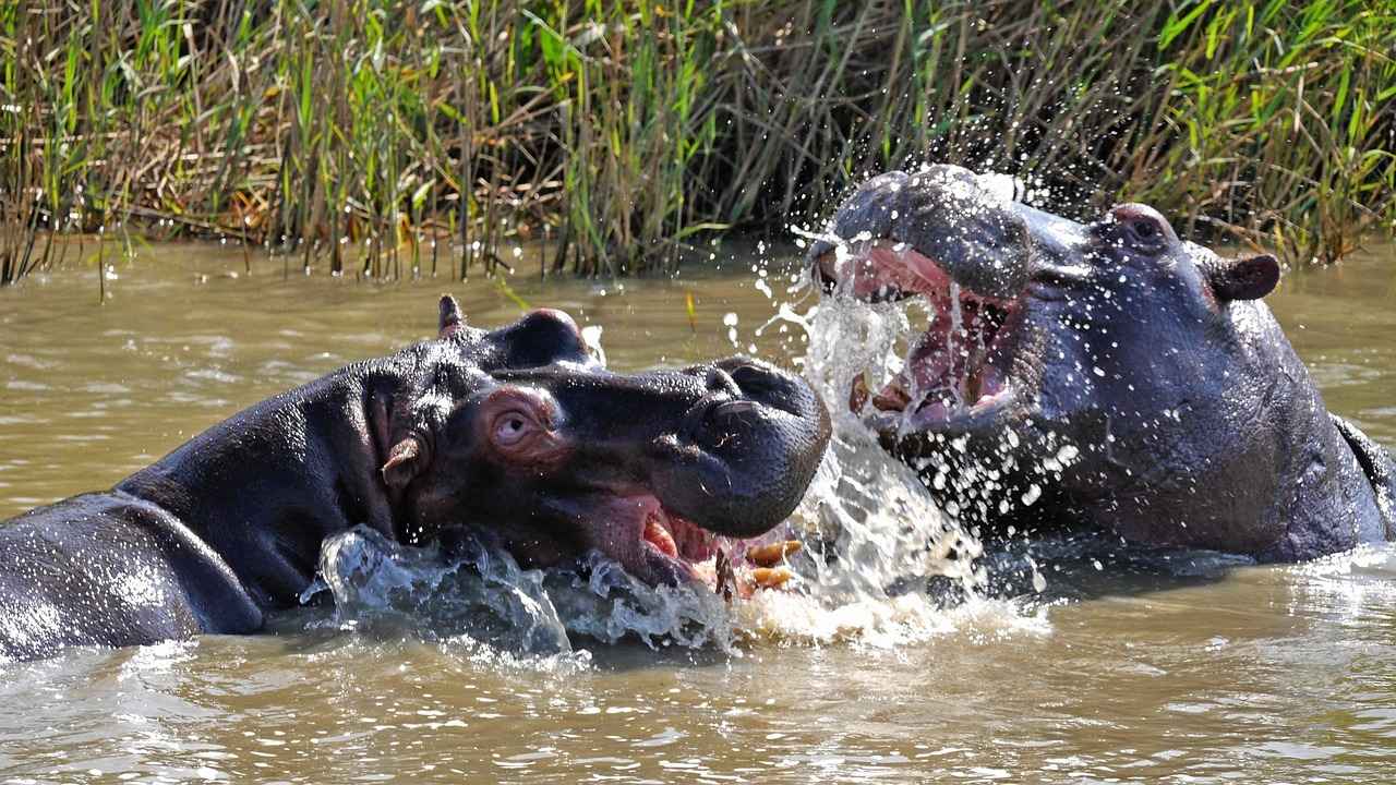 Hippo Behavior in Water