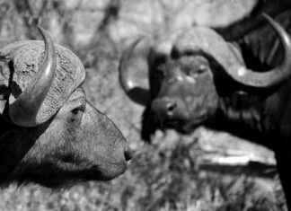 How Fast Can a Water Buffalo Swim? How Fast Can a Water Buffalo Swim?