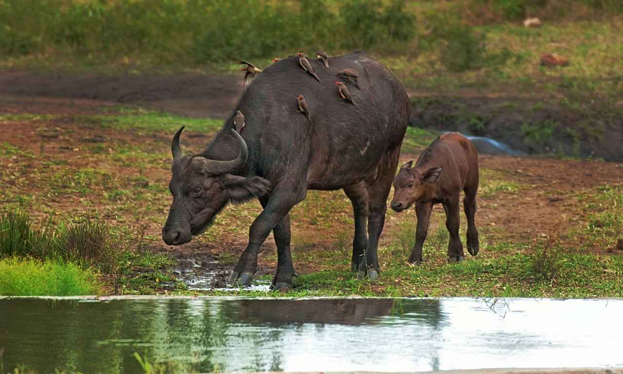 How Fast Can a Water Buffalo Swim? 5 Conservation Status and Swimming Habitats
