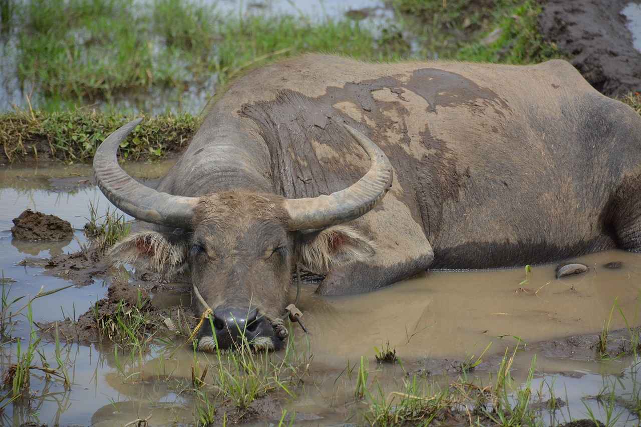 How Fast Can a Water Buffalo Swim? 2 Natural Habitat of Water Buffaloes