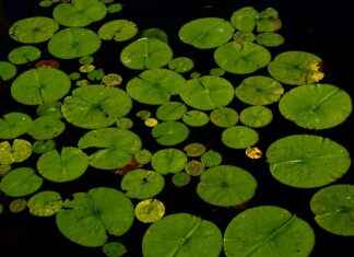 How Fast Does Water Digest? The Science Explained How Fast Does Water Digest? The Science Explained