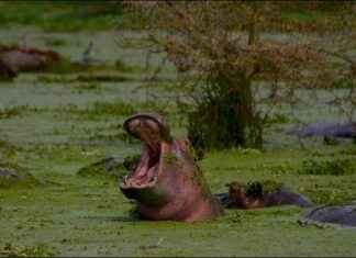 How Fast Is a Hippo in Water? Amazing Facts How Fast Is a Hippo in Water? Amazing Facts