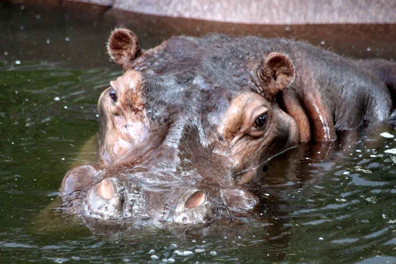 How Fast Is a Hippo in Water? Amazing Facts 1 Understanding Hippo Anatomy