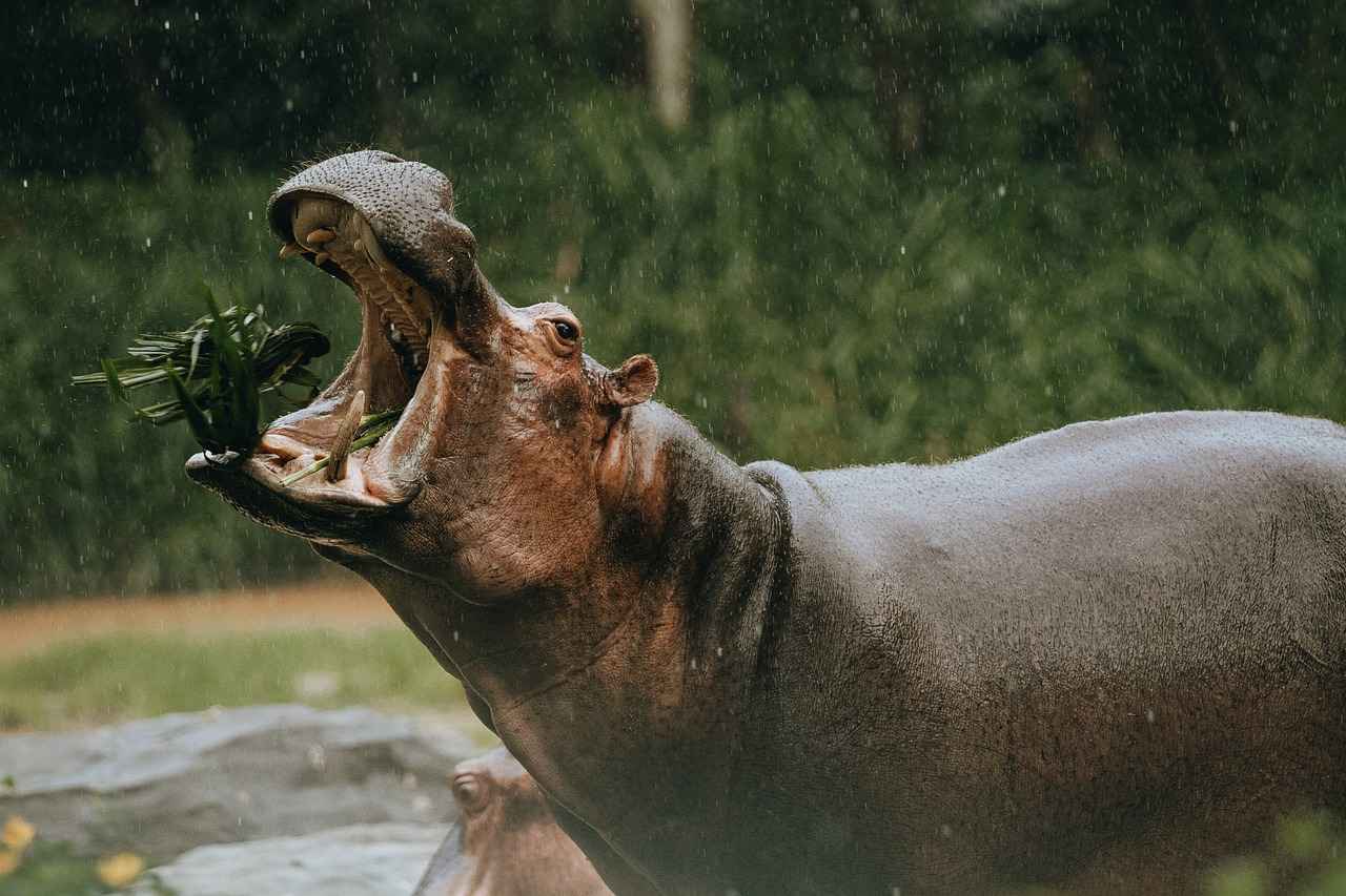 How Fast Is a Hippo in Water? Amazing Facts 4 The Role of Water in Hippo Habitat