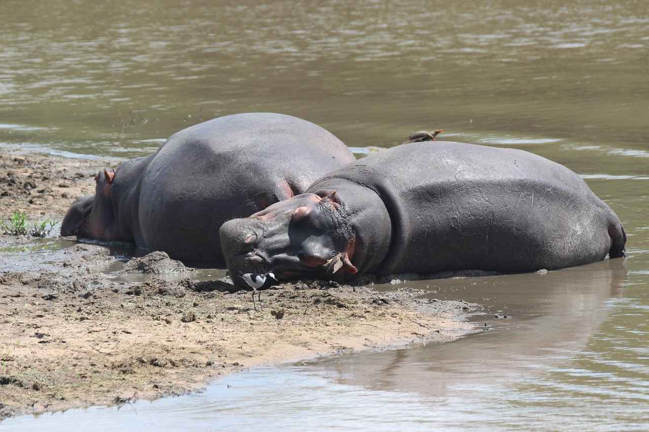 How Fast Is a Hippo in Water? Amazing Facts 5 Conservation Status of Hippos