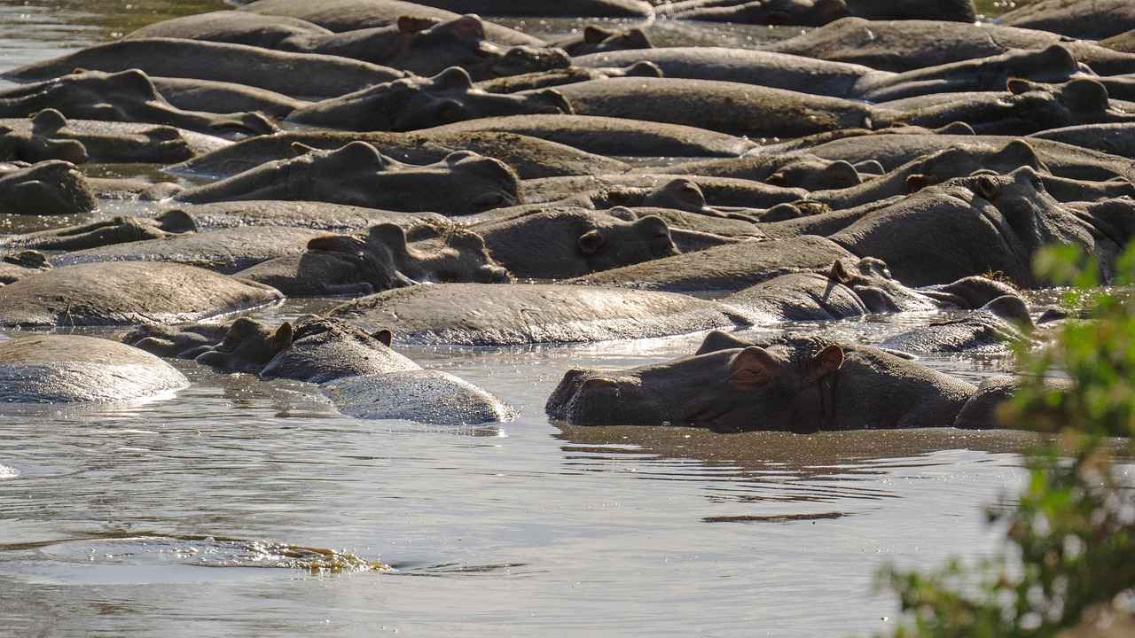 How Fast Is a Hippo in Water? Amazing Facts 3 Behavioral Adaptations in Water