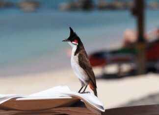 How Guest Blogging Can Increase Affiliate Conversions & Sales How Guest Blogging Can Increase Affiliate Conversions & Sales