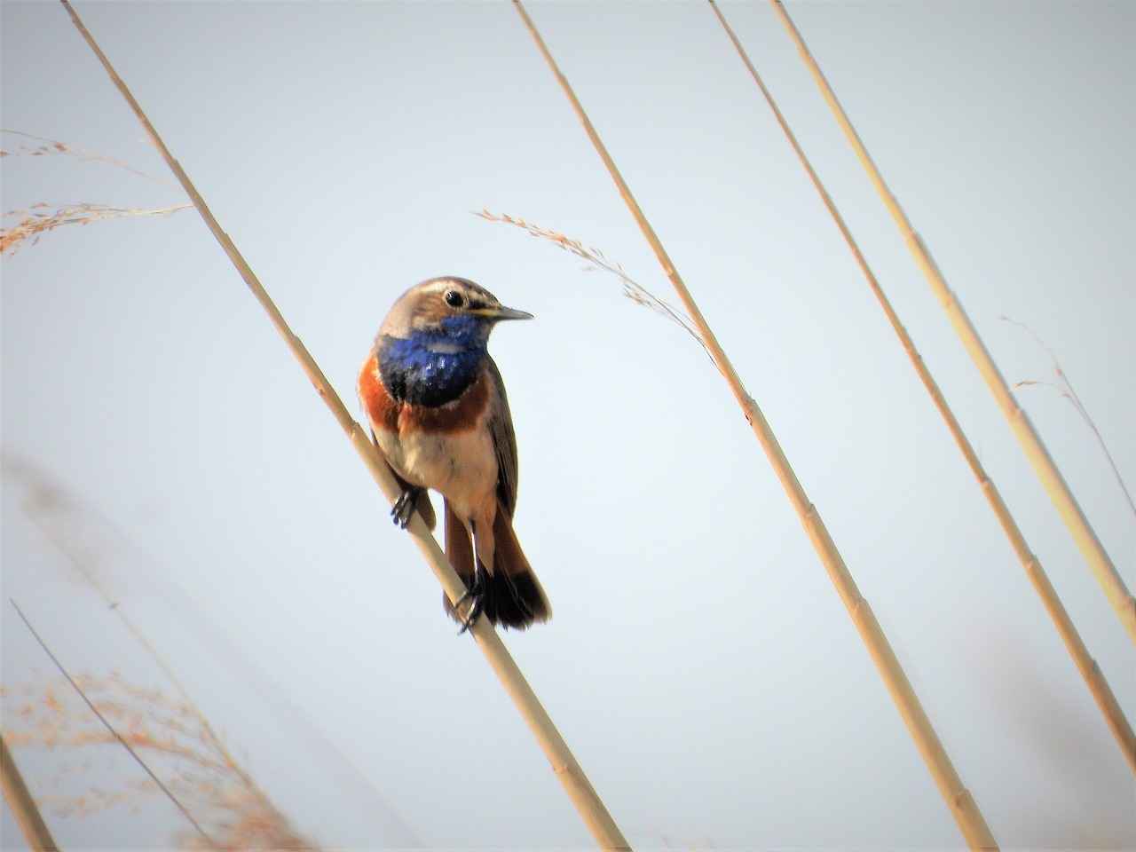 Understanding Guest Blogging