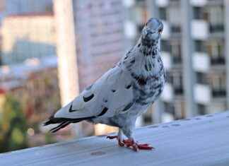 How Guest Posts Can Drive Traffic to Your Social Media Channels How Guest Posts Can Drive Traffic to Your Social Media Channels