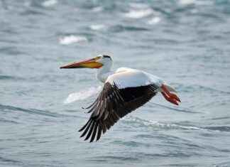 How Long Can You Water Fast? The Ultimate Guide How Long Can You Water Fast? The Ultimate Guide