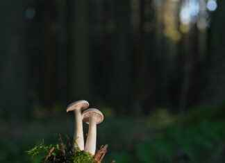 How Medicinal Mushrooms Like Reishi Benefit Immunity How Medicinal Mushrooms Like Reishi Benefit Immunity