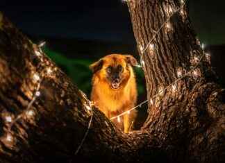 How New Yorkers Celebrate Raksha Bandhan: Indian Traditions in the Big Apple How New Yorkers Celebrate Raksha Bandhan: Indian Traditions in the Big Apple