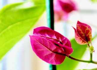 How Psyllium Husk Supports Digestive Health How Psyllium Husk Supports Digestive Health