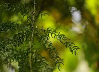 How Shatavari Supports Women’s Health and Vitality How Shatavari Supports Women's Health and Vitality