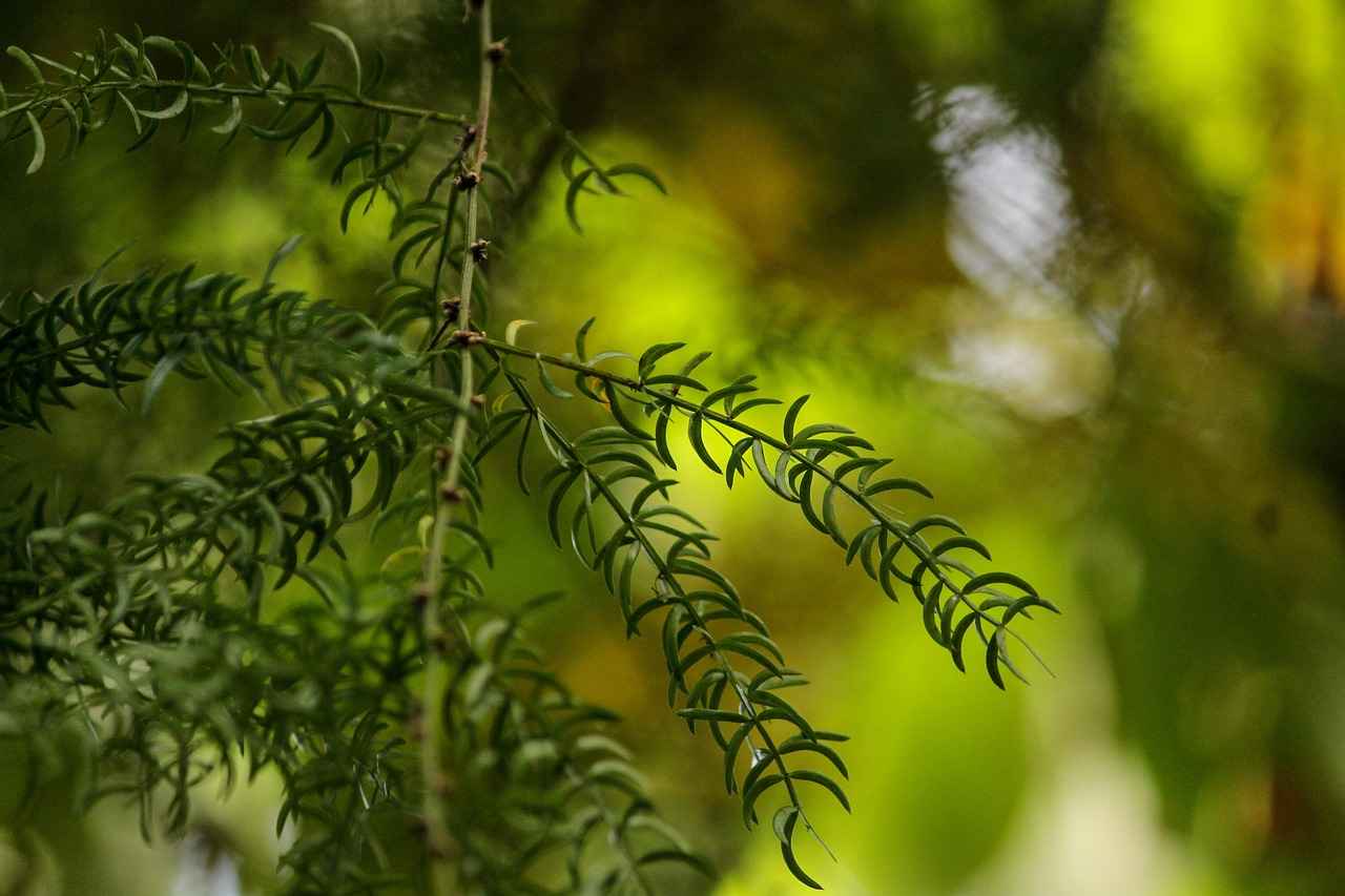 What is Shatavari?