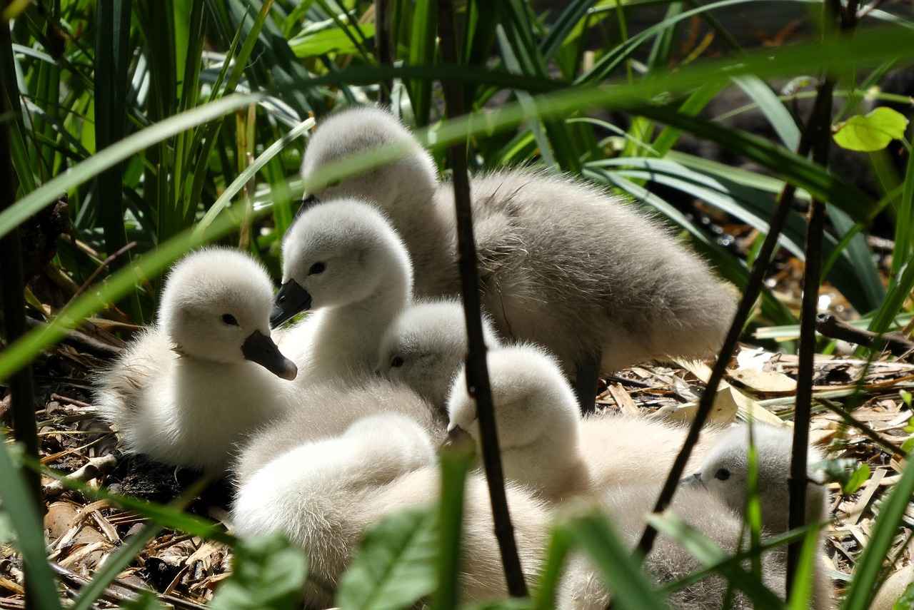 Submitting Your Loan Application