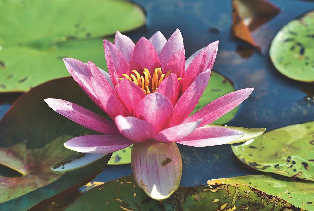 How to Change Honda Accord Brake Pads 3 How to Prepare Your Honda Accord for Brake Pad Replacement?