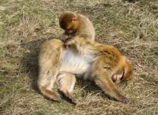 How to Check Automatic Transmission Fluid in Honda Accord How to Check Automatic Transmission Fluid in Honda Accord