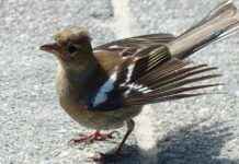 How to Check Transmission Fluid on Honda Accord How to Check Transmission Fluid on Honda Accord