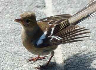 How to Check Transmission Fluid on Honda Accord How to Check Transmission Fluid on Honda Accord