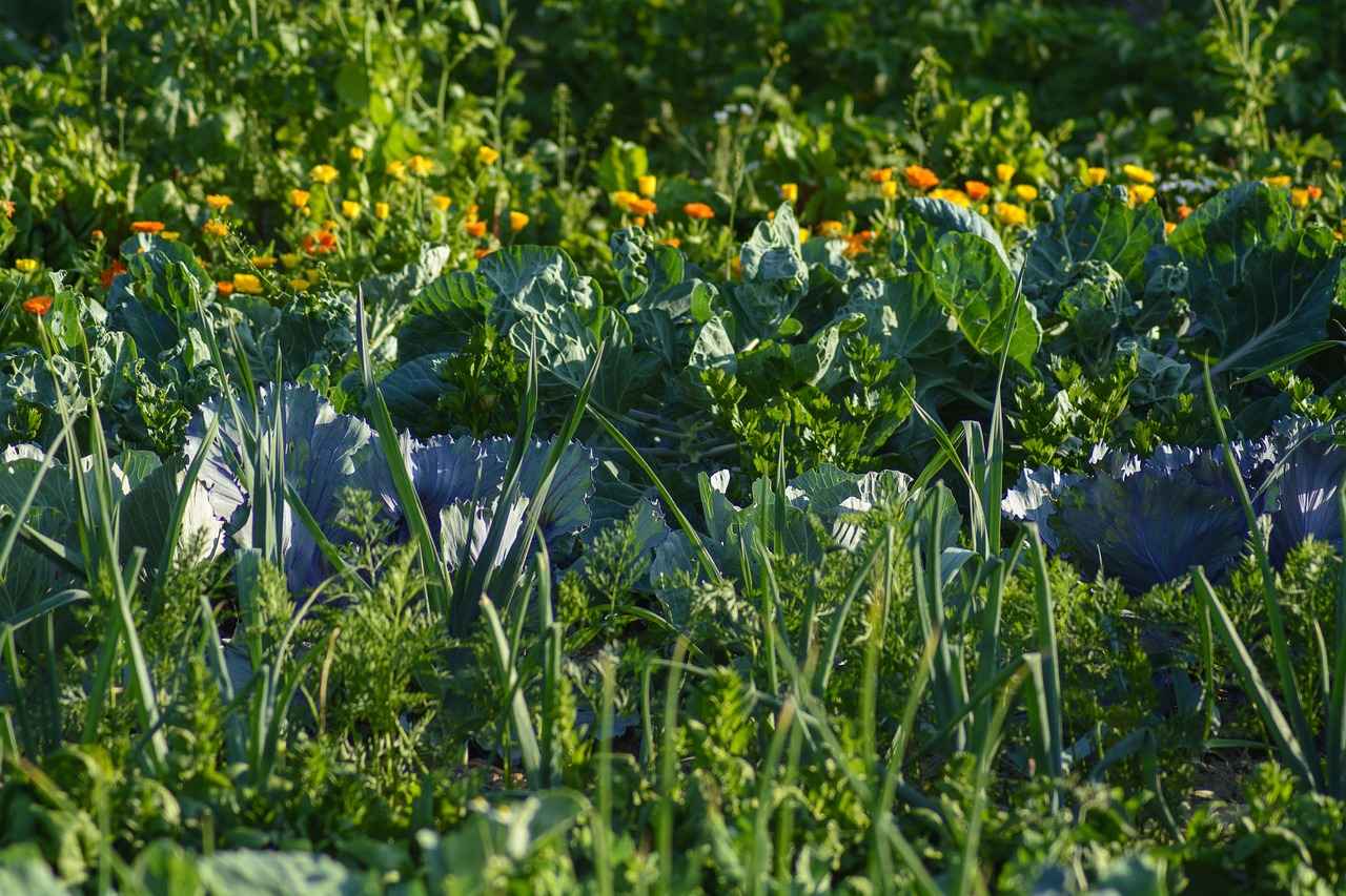 How to Choose a Vegetable Chopper for Large Quantities 3 Key Features to Consider