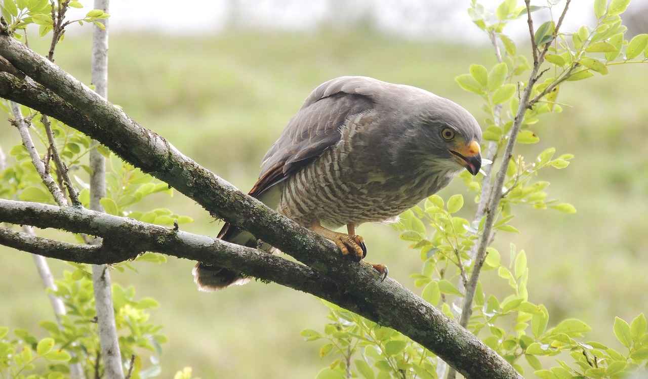 Key Features to Consider