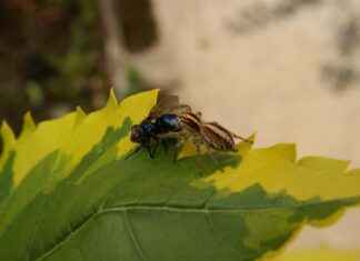 How to Choose the Best Portable Coffee Maker for Your Car How to Choose the Best Portable Coffee Maker for Your Car