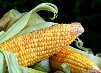 How to Choose the Best Vegetable Chopper for Your Needs How to Choose the Best Vegetable Chopper for Your Needs