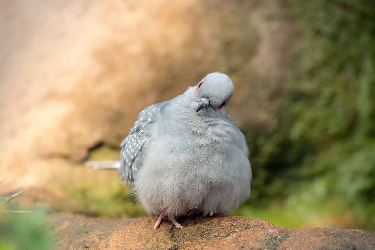 How to Clean and Maintain Your Diamond Earrings 2 Common Methods for Cleaning Diamond Earrings