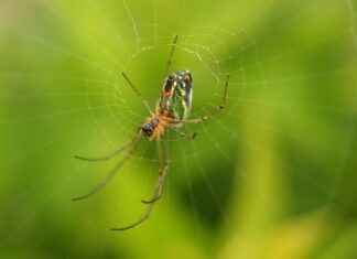 How to Clean and Maintain Your Portable Coffee Maker for Optimal Performance How to Clean and Maintain Your Portable Coffee Maker for Optimal Performance