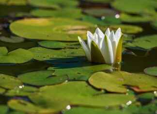 How to Do a 3-Day Water Fast: A Step-by-Step Guide How to Do a 3-Day Water Fast: A Step-by-Step Guide