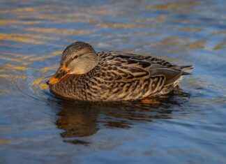 How to Do a 7-Day Water Fast Safely How to Do a 7-Day Water Fast Safely