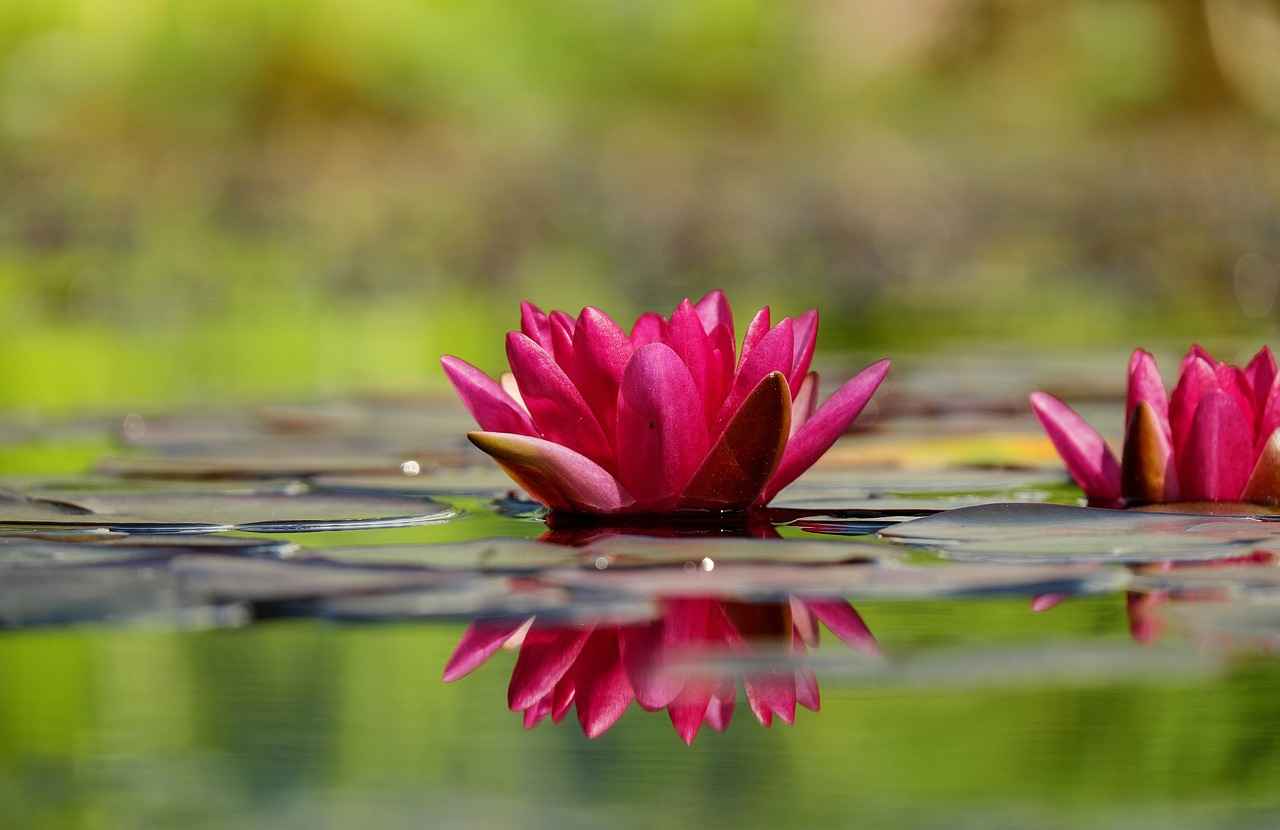 How to Do a 7-Day Water Fast Safely 1 What is a Water Fast?