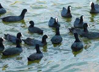 How to Drop Water Weight Fast: Proven Methods That Work How to Drop Water Weight Fast: Proven Methods That Work