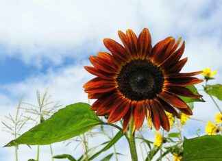 How to Find the Best Lawyers & Attorneys in Anaheim, California, US How to Find the Best Lawyers & Attorneys in Anaheim, California, US