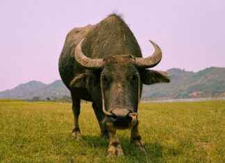 How to Find the Best Lawyers & Attorneys in Buffalo, New York, US How to Find the Best Lawyers & Attorneys in Buffalo, New York, US