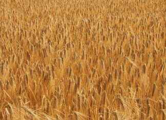 How to Go Full Screen on 123 Movies Without Glitches How to Go Full Screen on 123 Movies Without Glitches