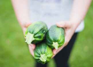 How to Improve Your Cooking Efficiency with the Best Vegetable Choppers How to Improve Your Cooking Efficiency with the Best Vegetable Choppers