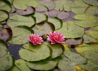 How to Lose Water Retention Weight Fast: Expert Tips How to Lose Water Retention Weight Fast: Expert Tips